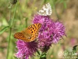 Papillon et Fleurs