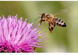 Pollinisation, avec ou sans abeilles