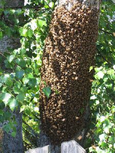 Au secours, un essaim dans mon jardin ! Que faire ?