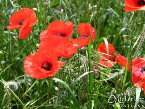 Coquelicots